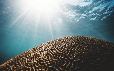 L’intellectualisation: l&rsquo;art de penser au lieu de ressentir