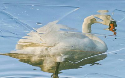 La confiance en soi: Transformer son dialogue intérieur